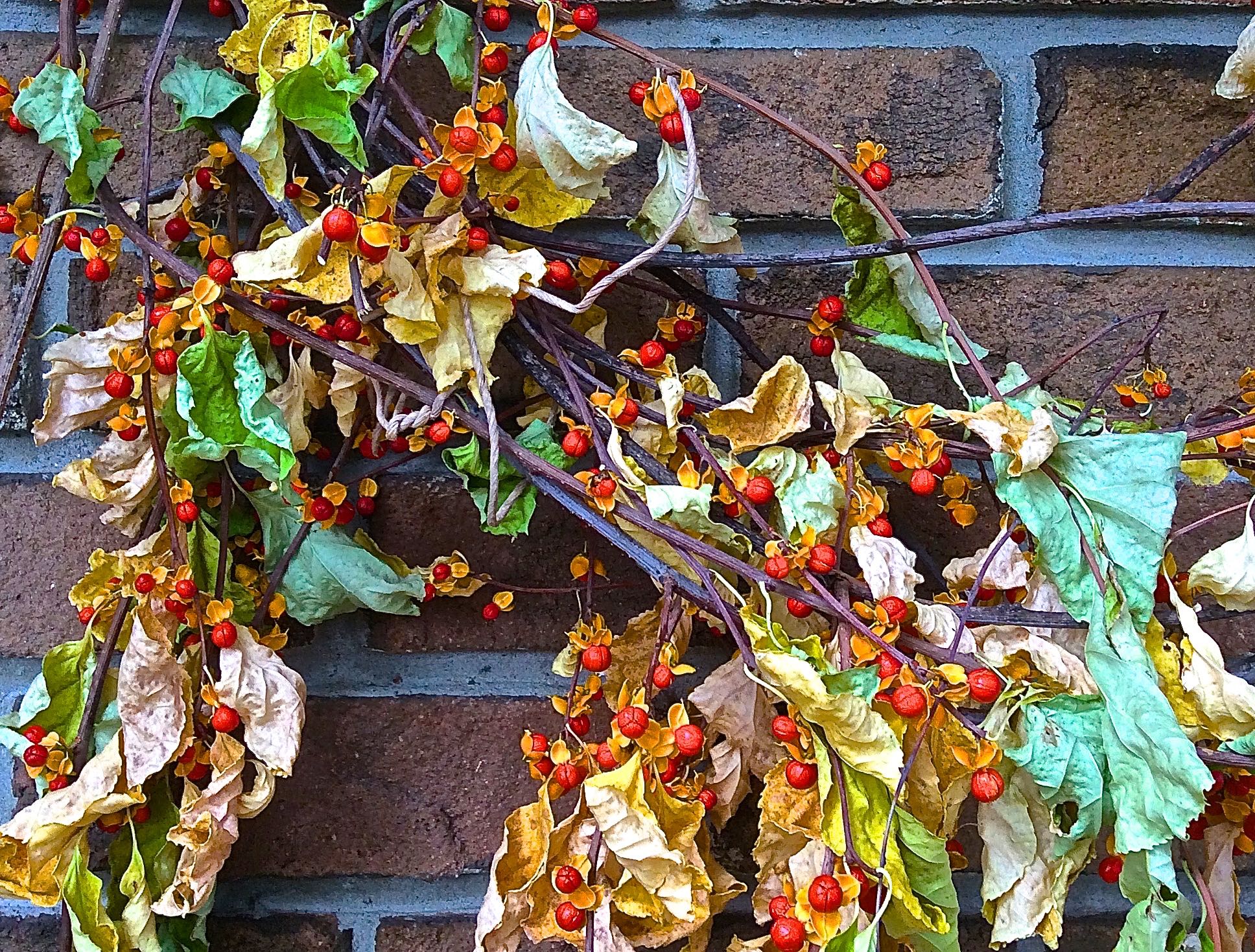 American Bittersweet do you know what it is? / myLot