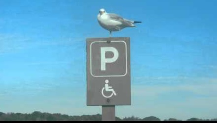 One-Legged Seagull Perched on a Handicapped Parking Space Sign One-Legged Seagull Perched on a Handicapped Parking Space Sign