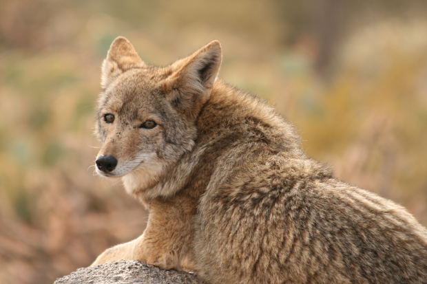 Coyotes are a problem where we live - Photo from morguefile.com Coyotes are a problem where we live - Photo from morguefile.com