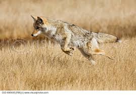 coyote coyote