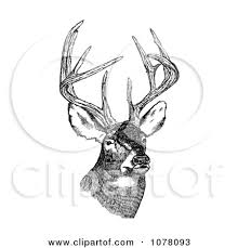 deer deer