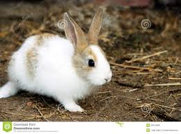 bunny bunny