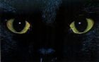 catseyes - Black cats won't cross my path!