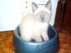 One of my kittens - lilac point siamese kitten in my dog's food dish!