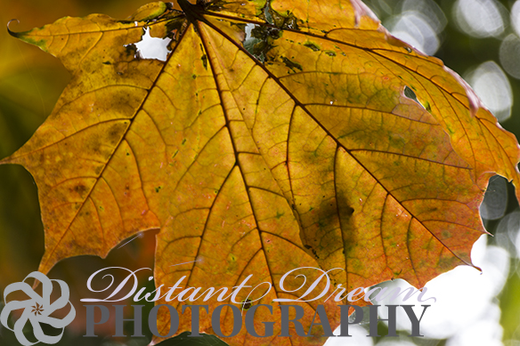 Autumn leaf Autumn leaf