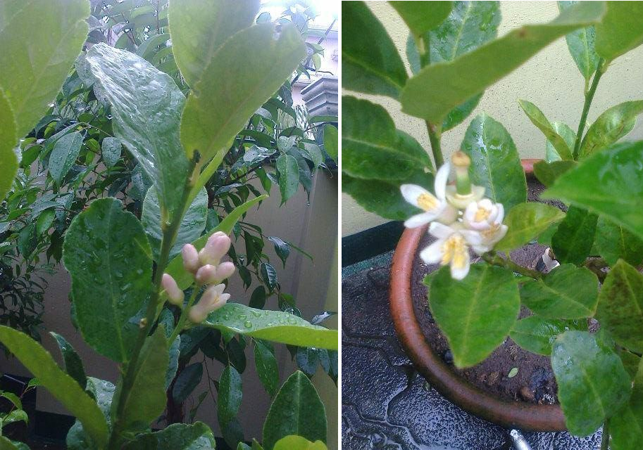 Blooming Lemon Trees