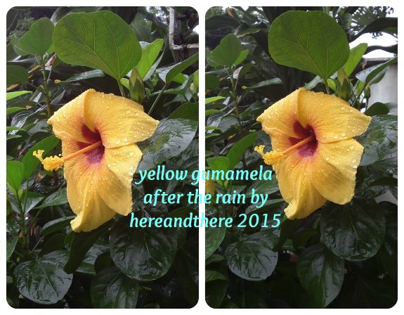 photo of yellow gumamela (hibiscus) copyright to hereandthere 2015
