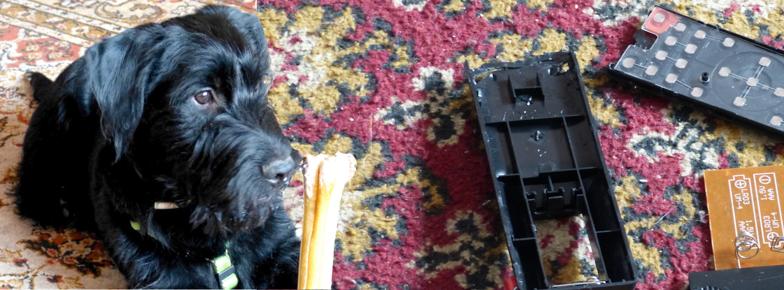 Bosun pasted onto photo of part chewed remote