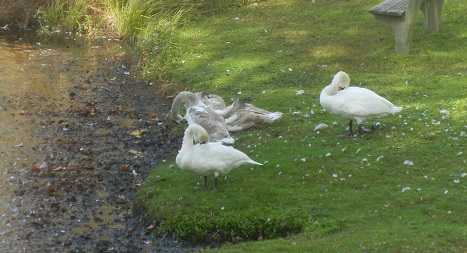 Swans at Shawme Pond in Sandwich, MA Swans at Shawme Pond in Sandwich, MA