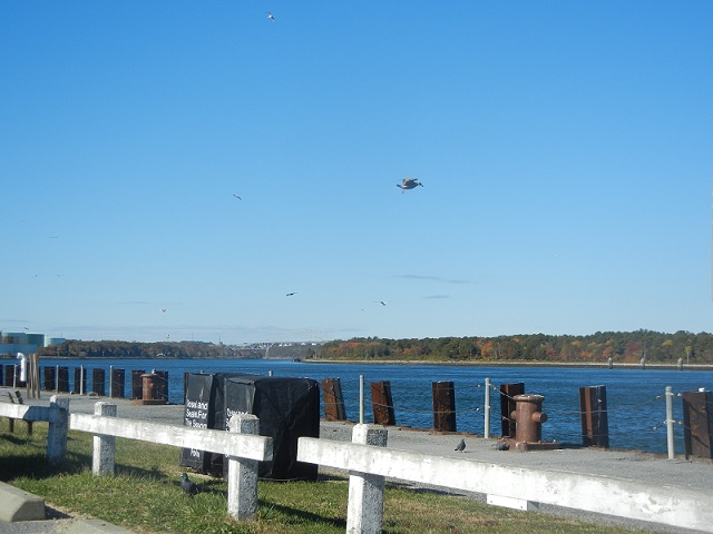 Seagulls Diving for Food at Cape Cod Canal Seagulls Diving for Food at Cape Cod Canal