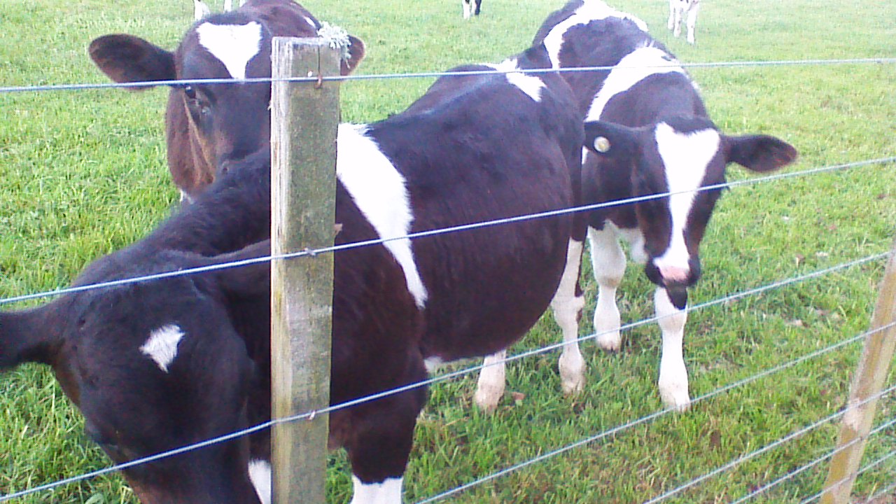 Young NZ calves by Val Mills