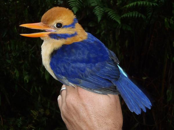 The beautiful Mustached Kingfisher