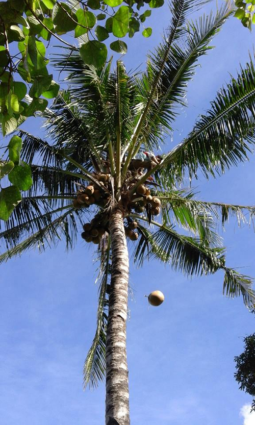 Coconut fruit falling down