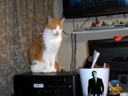 my cat gingin on top of my computer