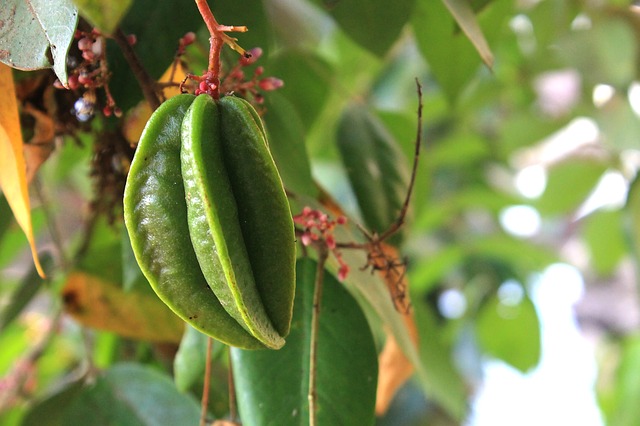 Starfruits Turn Yellow When Ripe