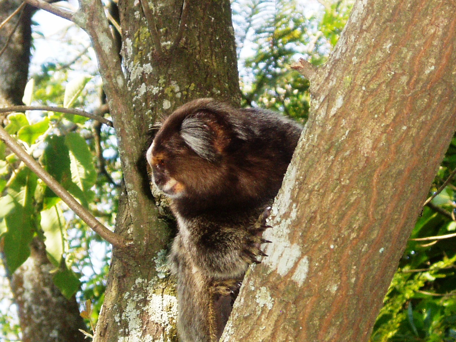 Sugar Loaf Monkey - You'll find a lot of these monkeys if you walk down in the forest just below the top of the Sugar Loaf in Rio de Janeiro (Brazil).