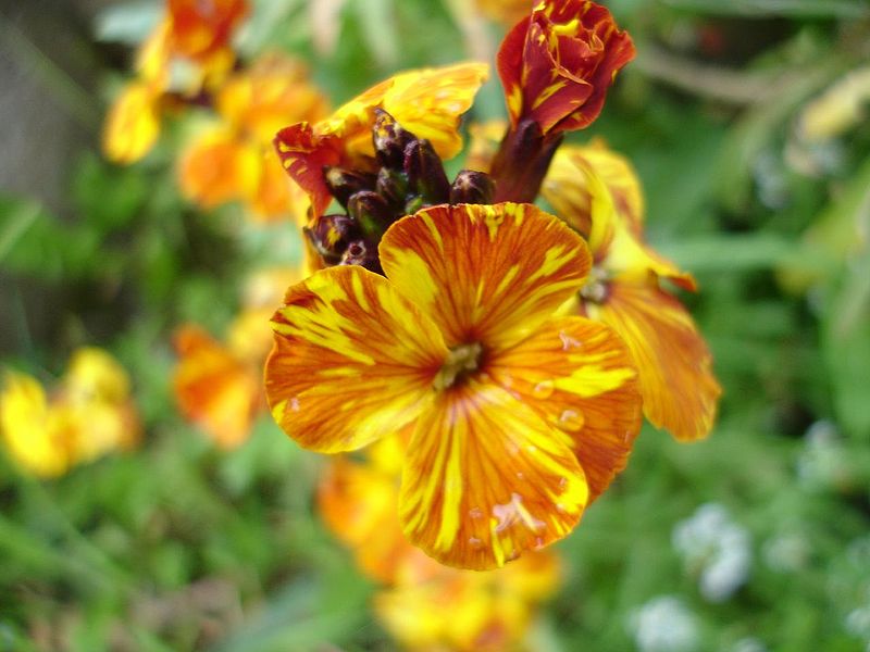 wall flower credit https://commons.wikimedia.org/wiki/File:Wallflower_GP.jpg wall flower credit https://commons.wikimedia.org/wiki/File:Wallflower_GP.jpg