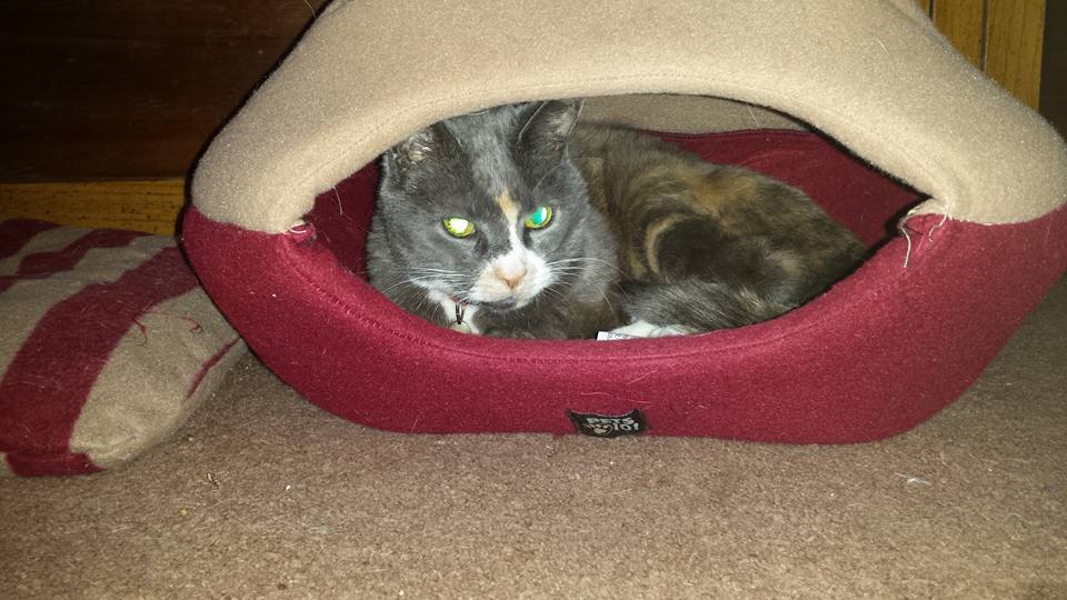 Chloe in the cat pod