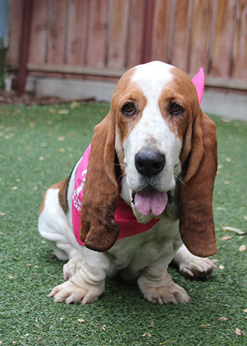 Basset Hound