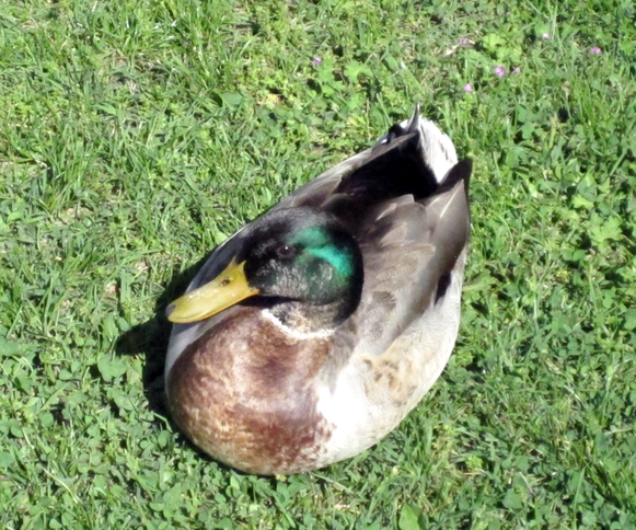 Mallard Duck by LadyDuck
