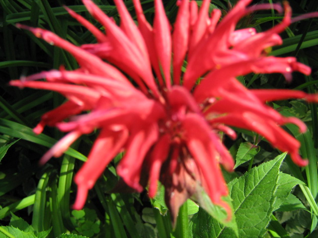 my flower my flower