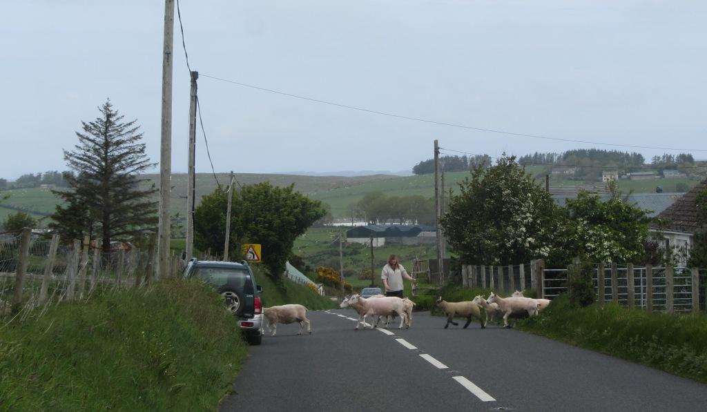 Sheep on Road