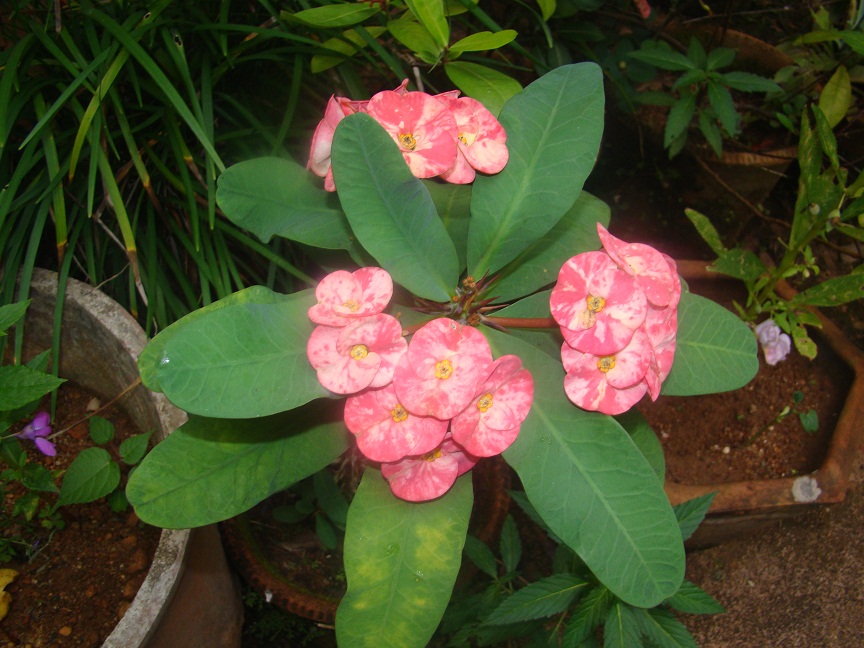 Euphorbia in our garden Euphorbia in our garden