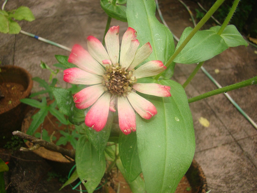 zinnia with painted petals