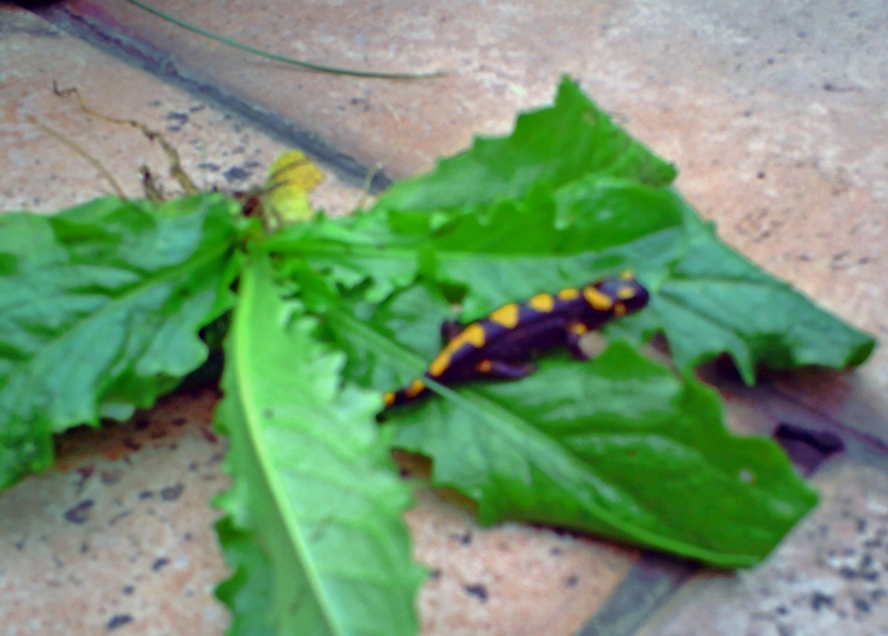 Baby Salamander, photo by LadyDuck