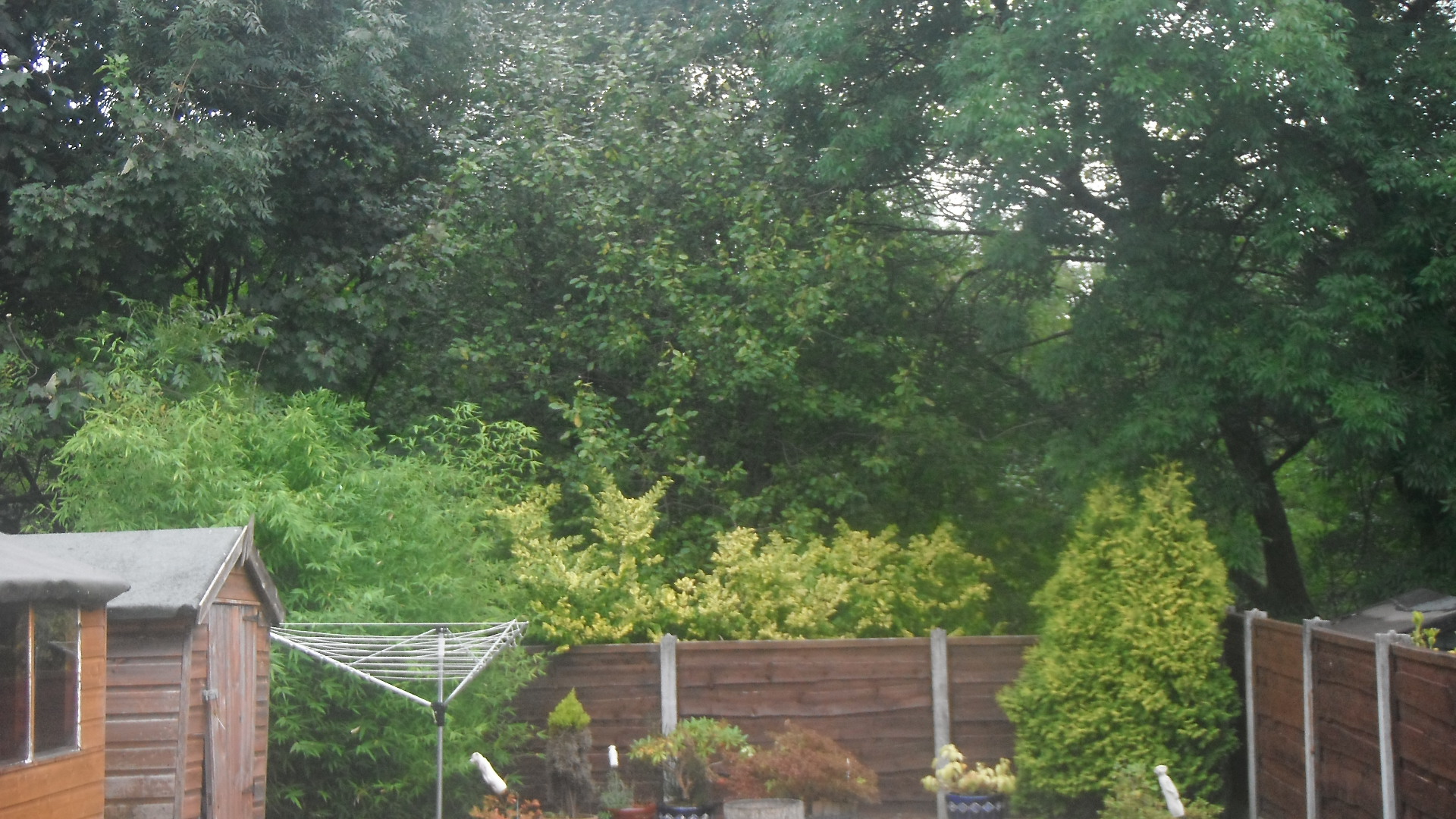 Photo – taken by me – trees seen from my back garden 