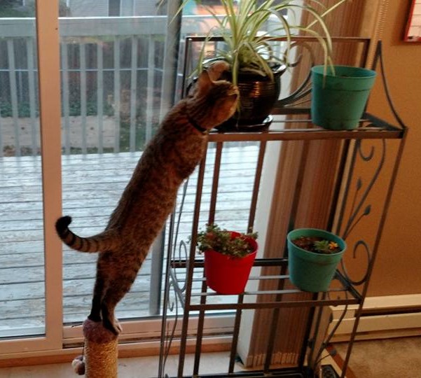 Captain trying to eat my plant, picture taken before I move the scratching post.