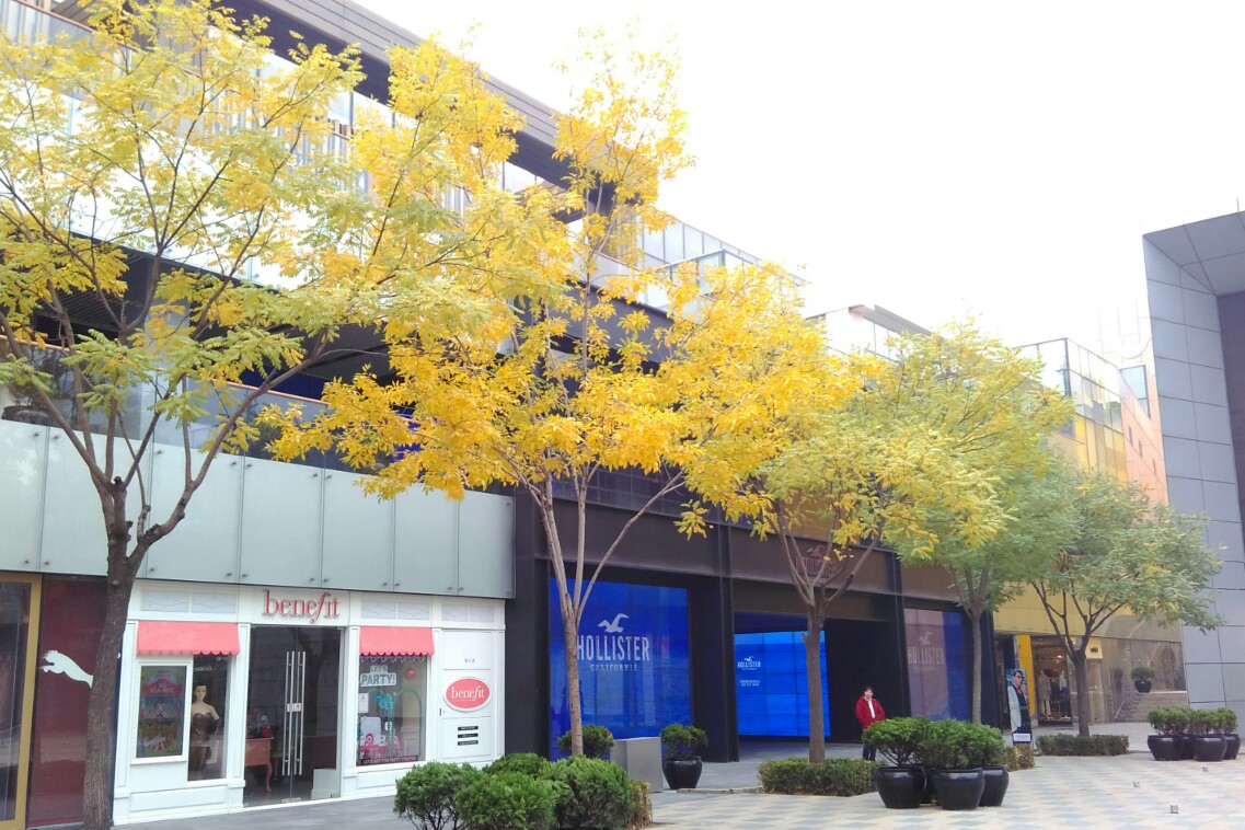 Different shades of Autumn Beijing Different shades of Autumn Beijing