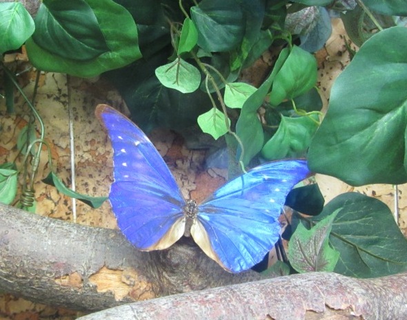Blue butterfly Blue butterfly