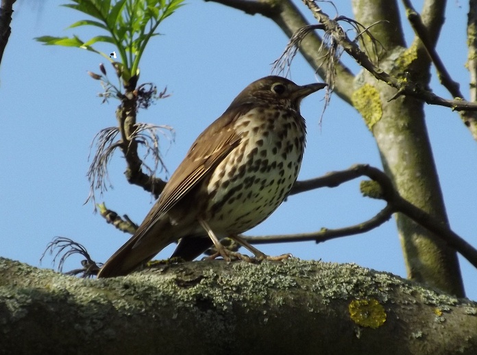 Bird and tree! Bird and tree!