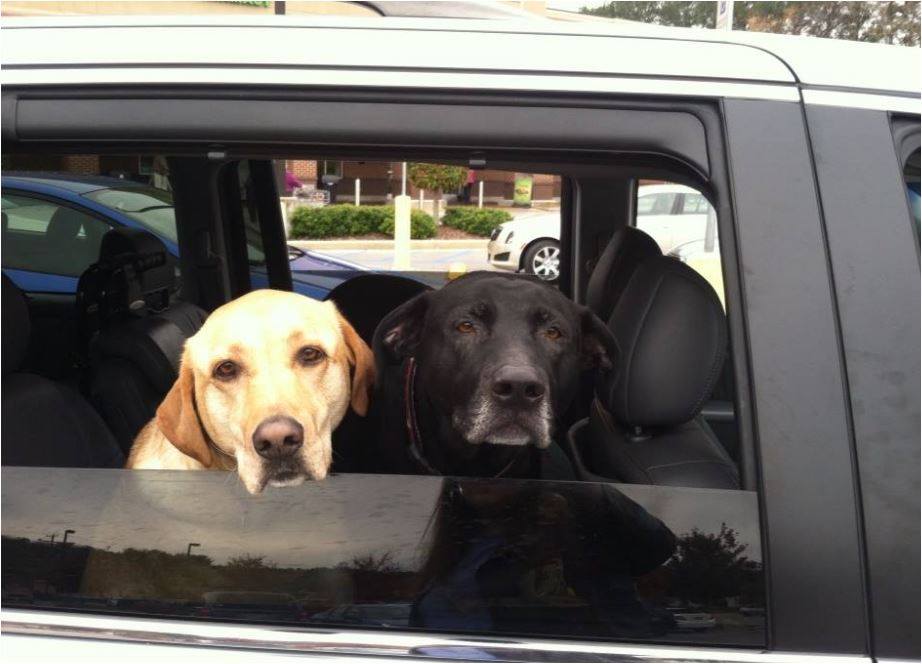 Picture is our babies taking a ride with us.