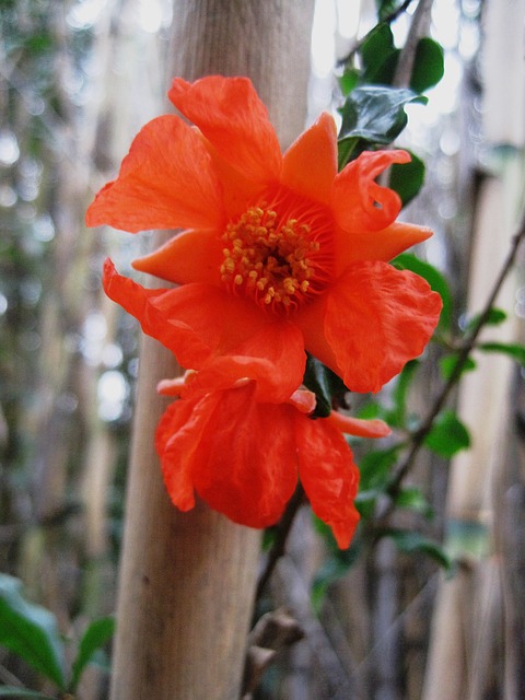 flower