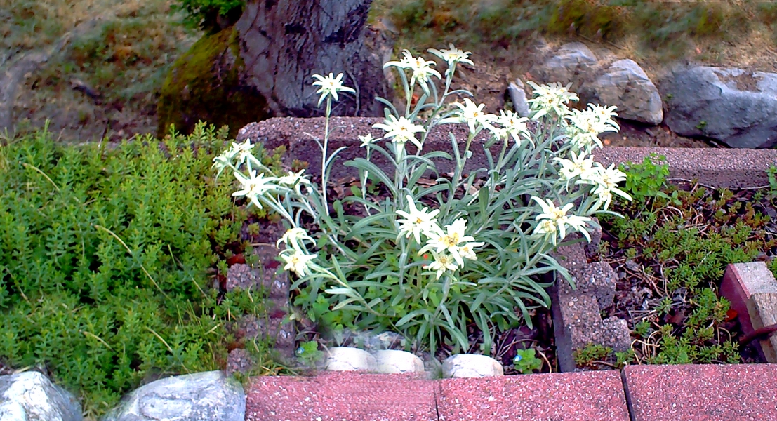 Edelweiss - Personal photo by LadyDuck