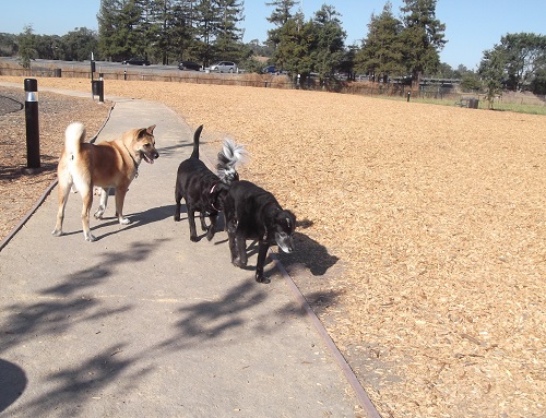 Photo taken by me at the dog park we take my dog to, 7-28-15