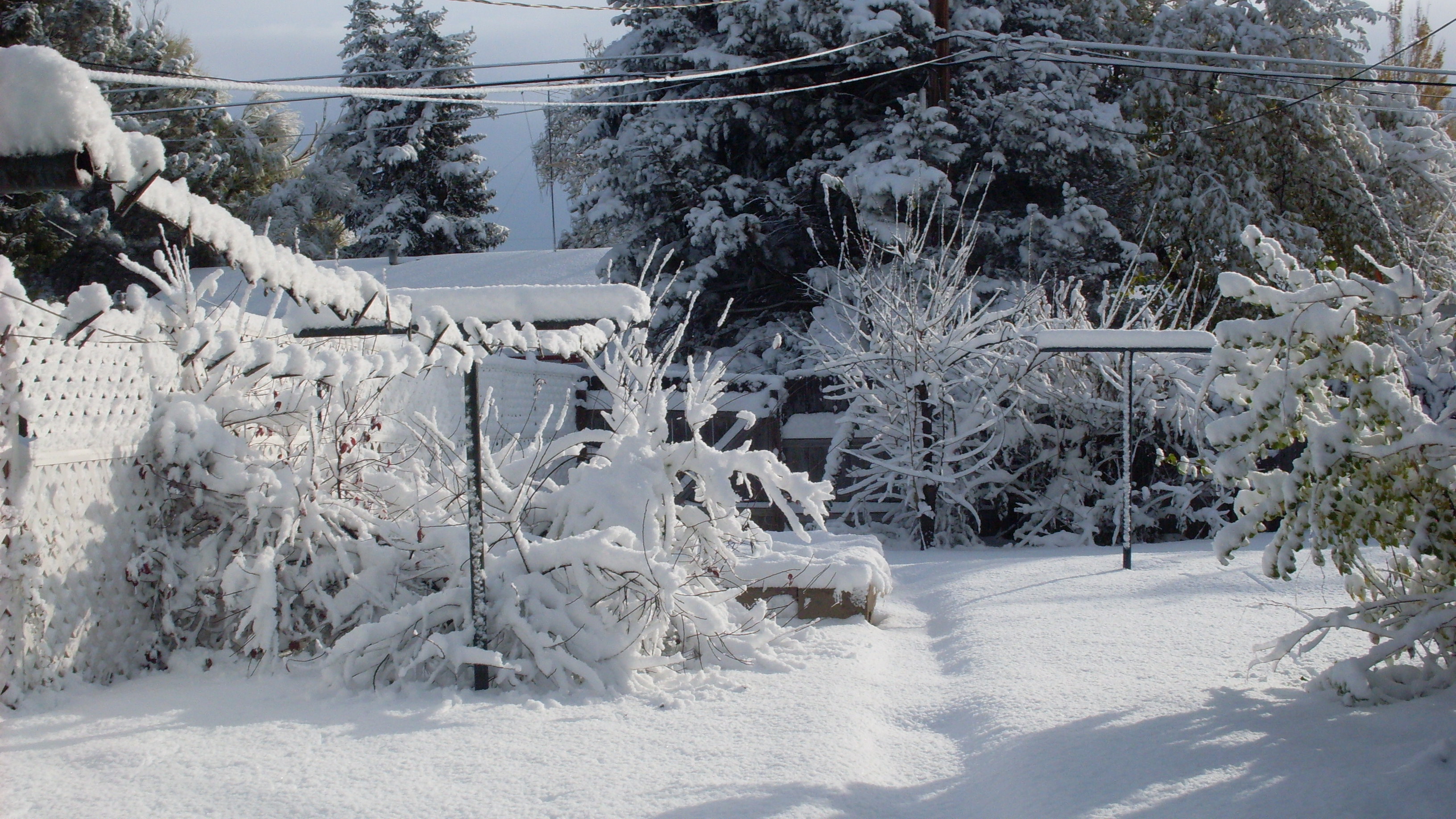 Back yard snow