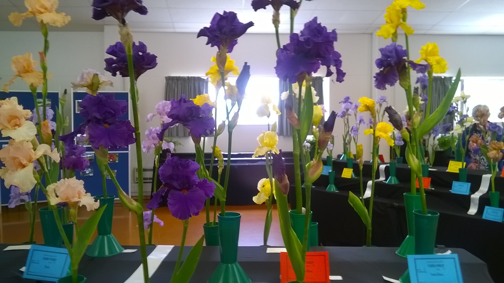Iris Show exhibit by Val Mills