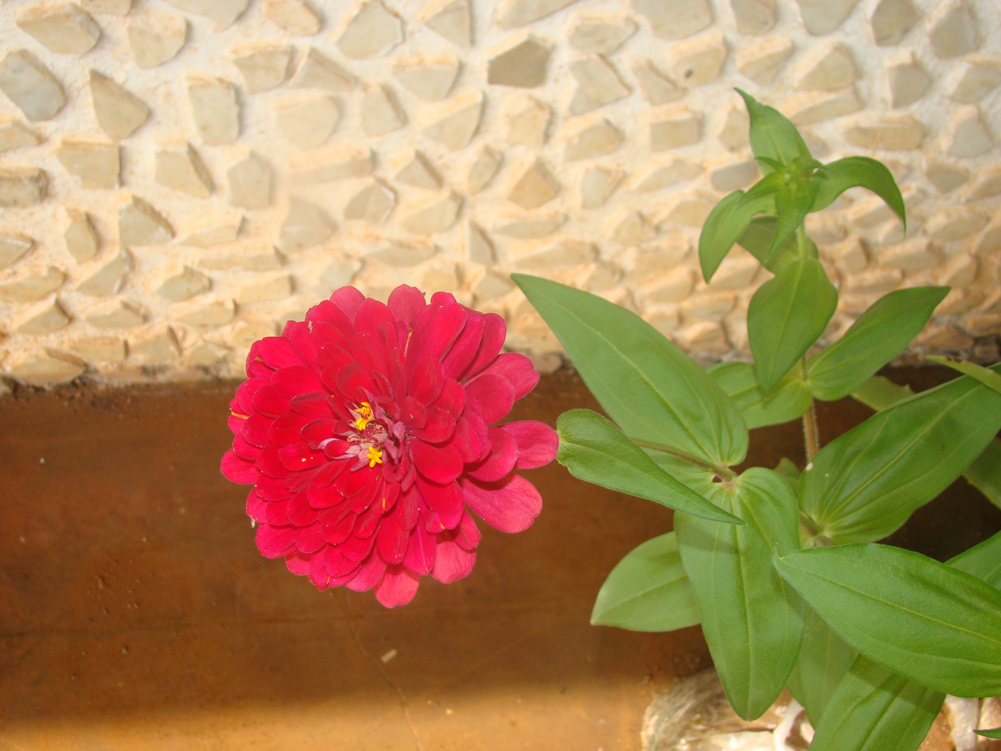 bad dream, zinnia bad dream, zinnia