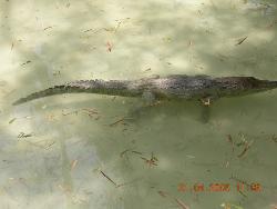 Baby alligator swimming in water at Mysore Zoo - Photographed at Mysore Zoo