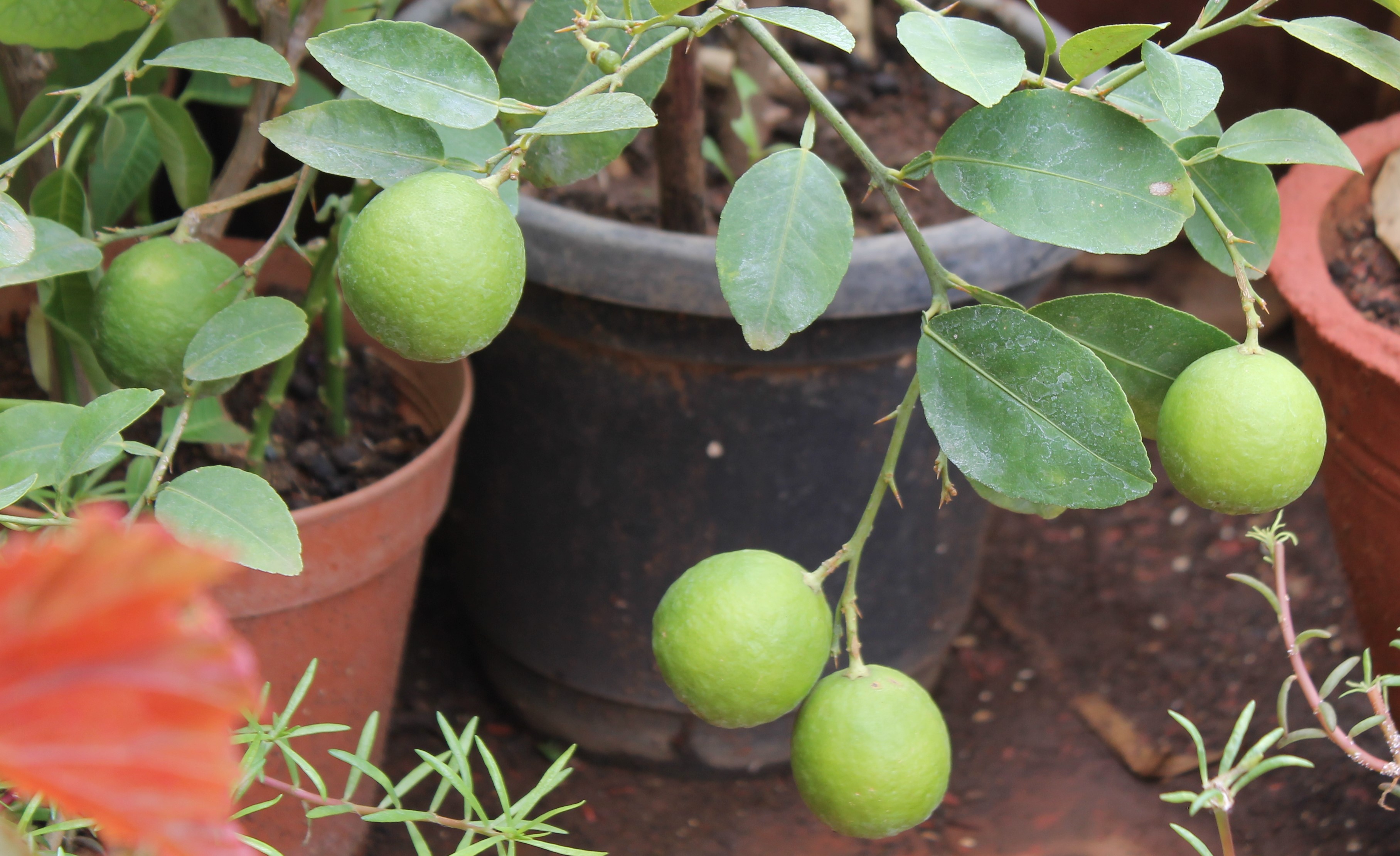 sofspics,lemon plant , bonsai