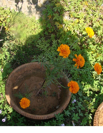 marigold with shadow