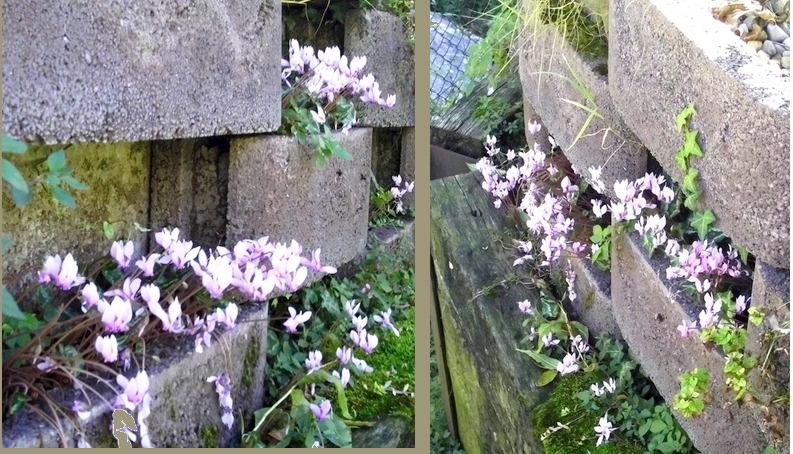 Cyclamens - personal photo by LadyDuck Cyclamens - personal photo by LadyDuck