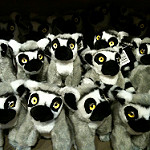 Lemurs