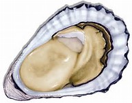 oyster
