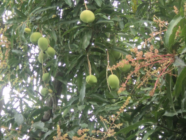 Apple mango in my yard