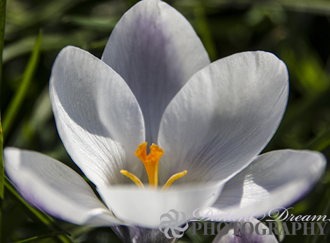 Spring flower.