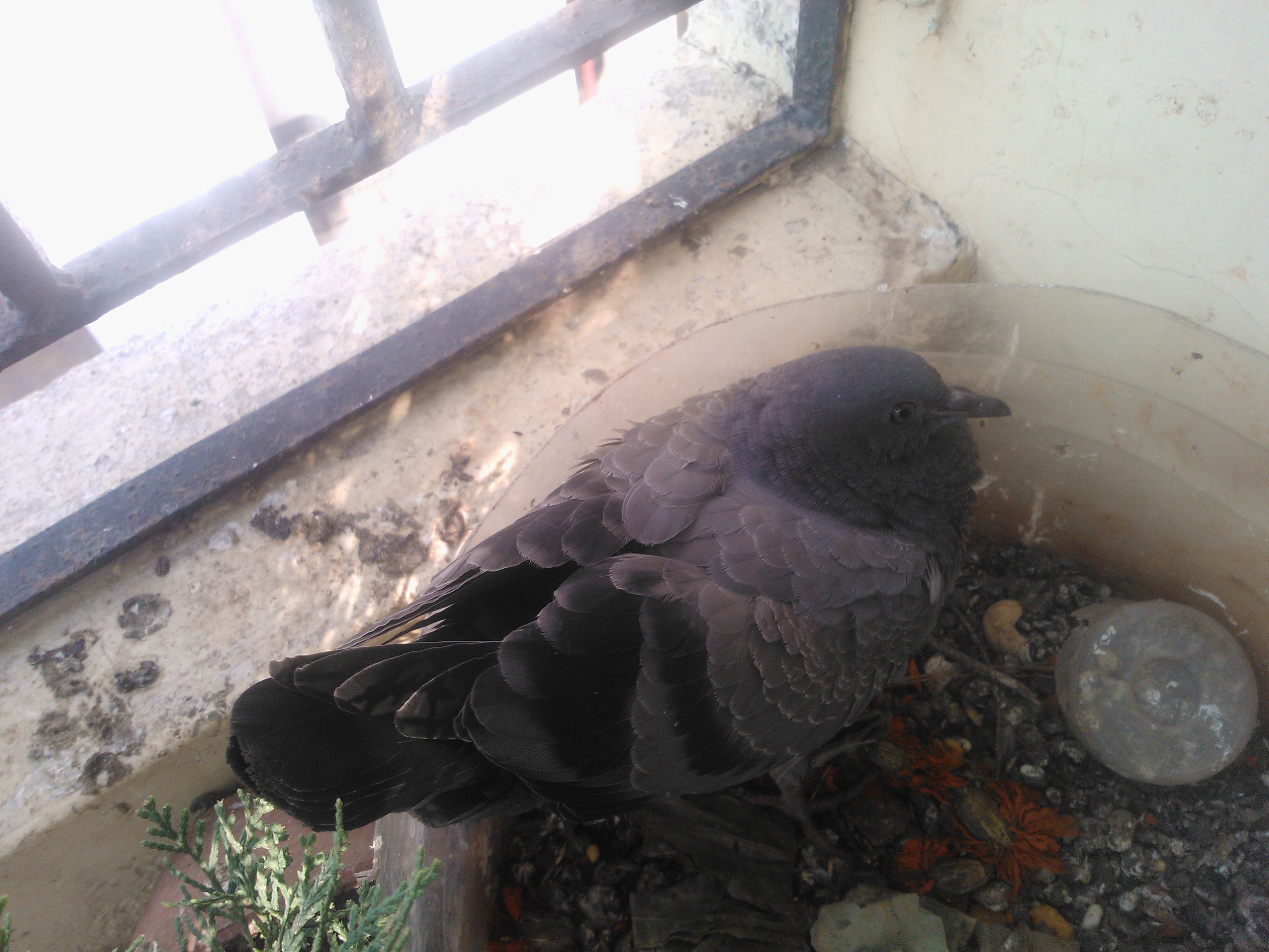 fully grown pigeon fully grown pigeon